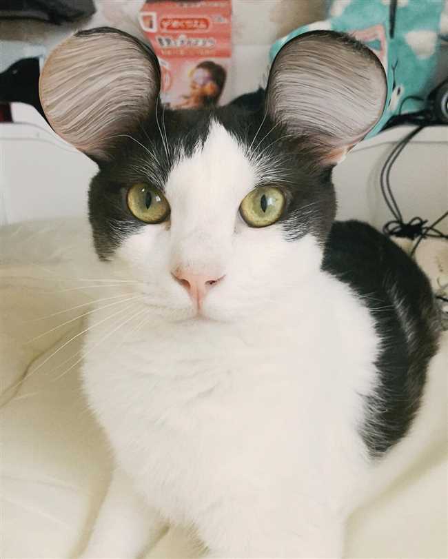 У каких котов черный уши?