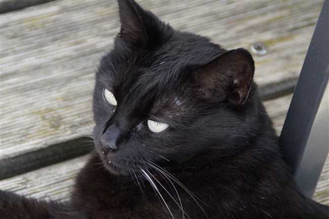 Миф #3: Черные коты приносят удачу