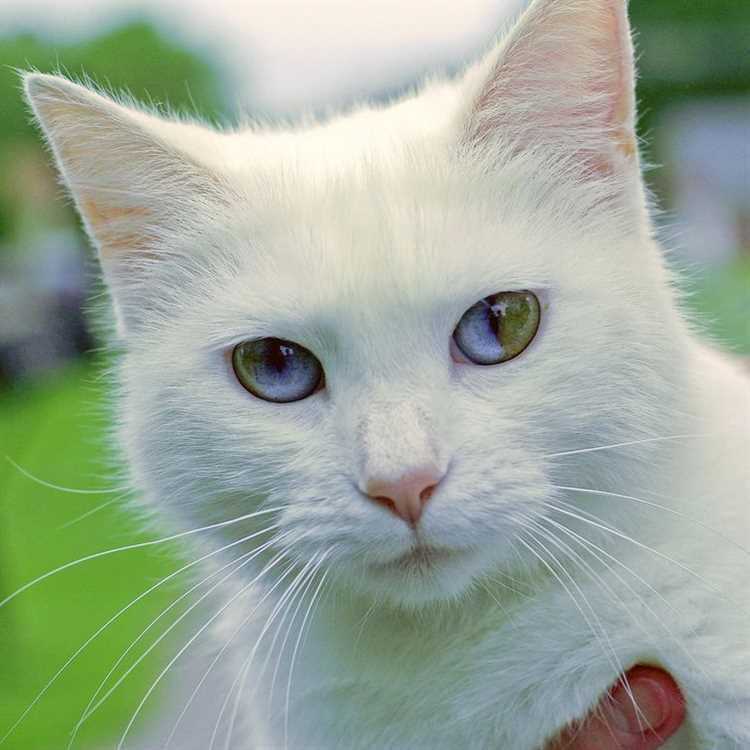 У каких котов разным цветом глаза?