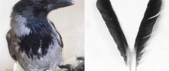 Секрет долголетия вороны: как улучшить качество жизни на примере этих птиц