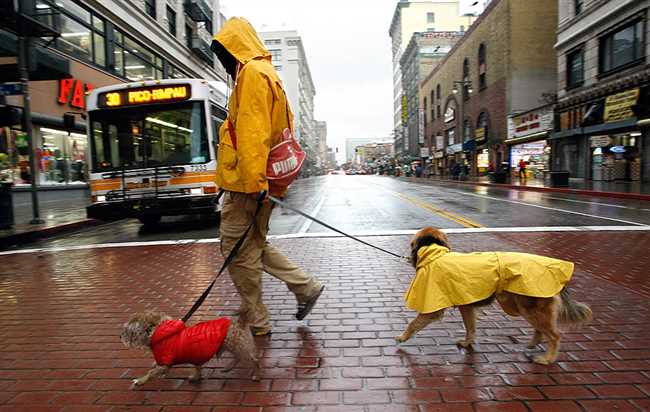 Выбор одежды для выгула собаки в дождь