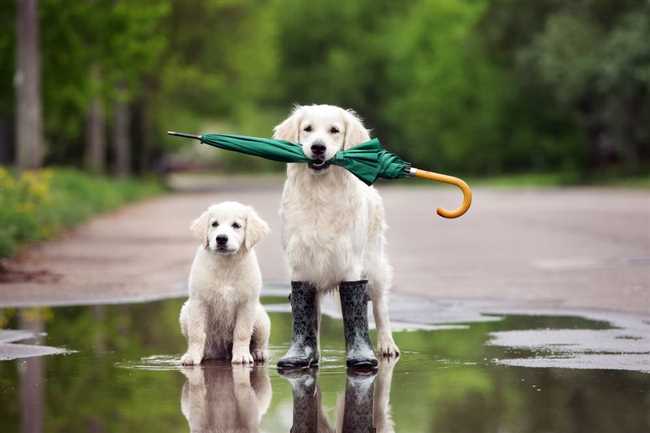 В чем выгуливать собаку в дождь?