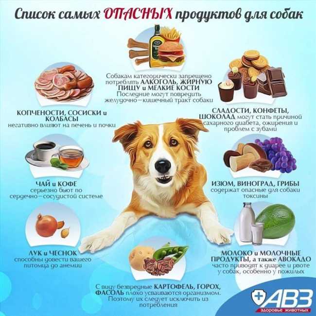 В какое мясо давать собаке прививку?