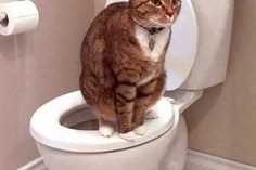 В каком возрасте можно приучать кошку к туалету?