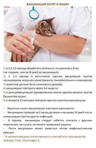 Типы препаратов для глистогонки котят сфинксов
