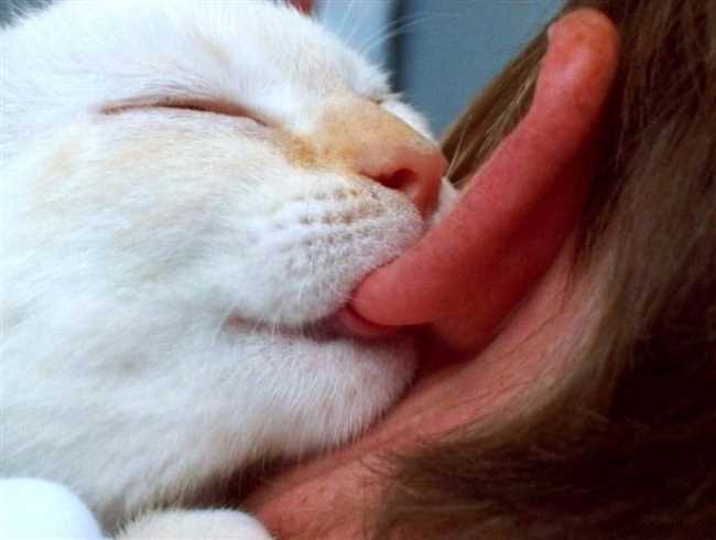 Облизывание помогает кошке чувствовать себя комфортно