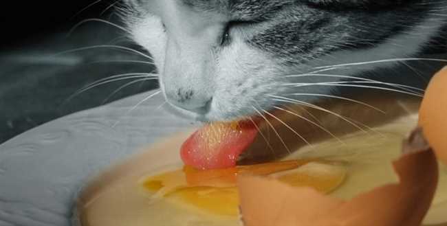 Польза сырого яйца для кошек