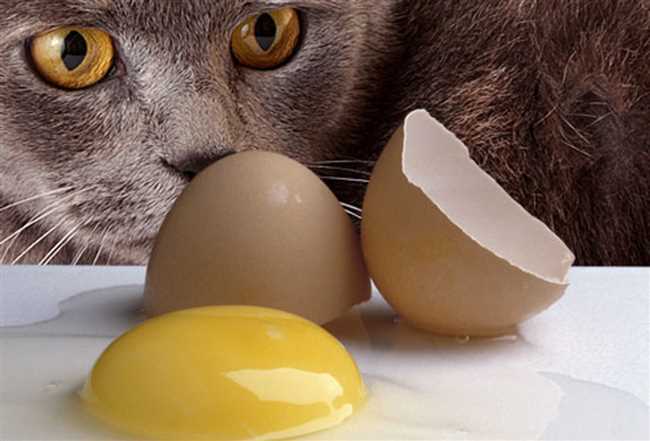 Варианты подачи сырого яйца коту